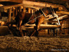 Wieliczka Salt Mine / Kopalnia Soli w Wieliczce